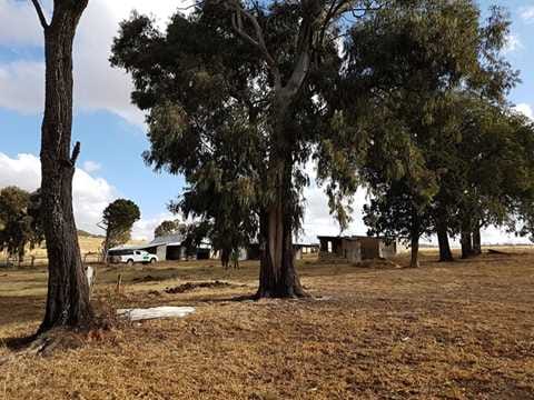 Large trees next to dry grass with small buildings and a white vehicle in the distance.