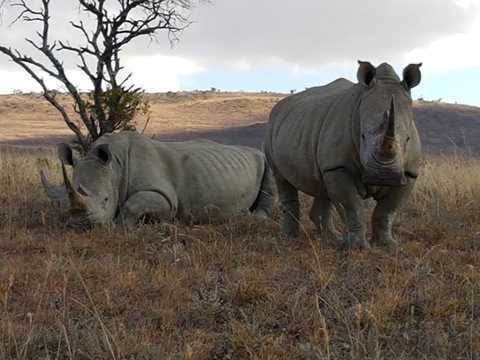 Two white rhinos in dry savanna grass, highlighting conservation support.