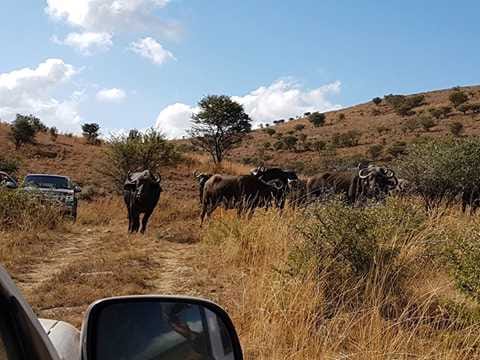 Buffaloes near a dirt road with a vehicle visible, representing wildlife encounter during fieldwork.