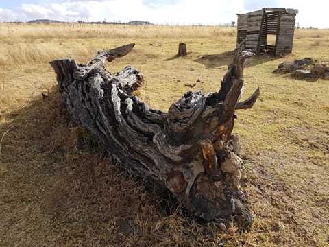 Large, gnarled piece of driftwood or fallen log on dry grass near a wooden shack.