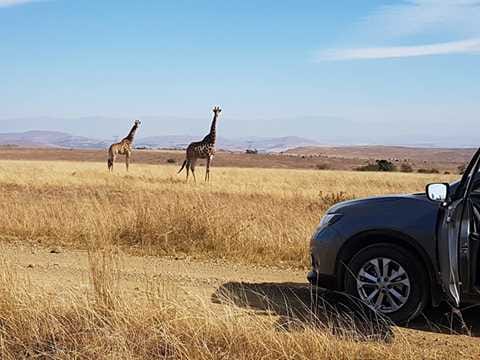 Two giraffes standing in tall, dry grass with a car visible in the foreground.