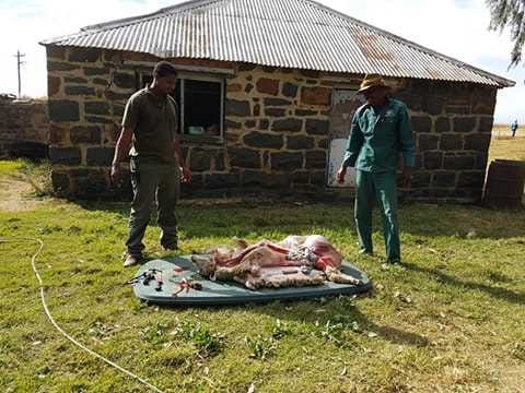 View from a vehicle into a grassy African field.