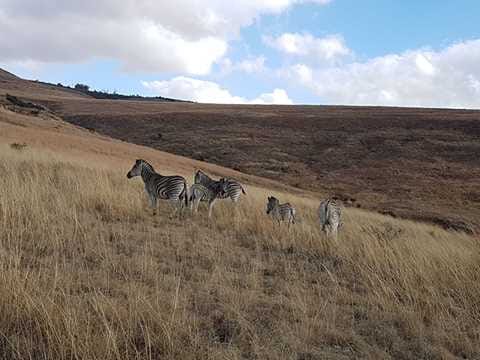 Field operations vehicle on a dirt road in a dry landscape.