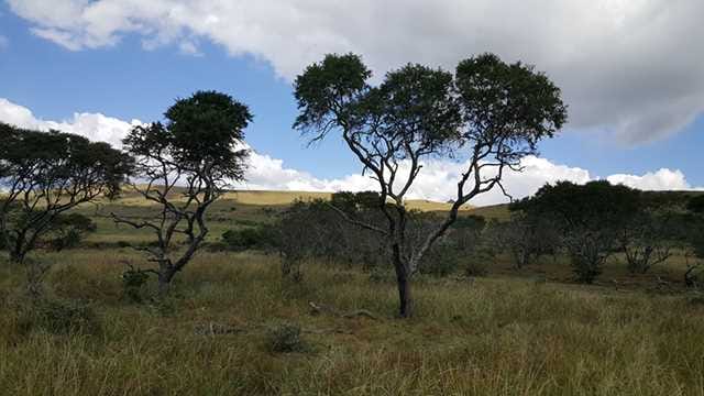 The Honest Fire - Cooking in remote lands