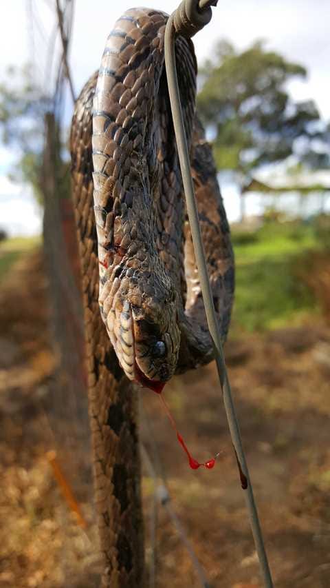 Fieldwork and cooking traditions