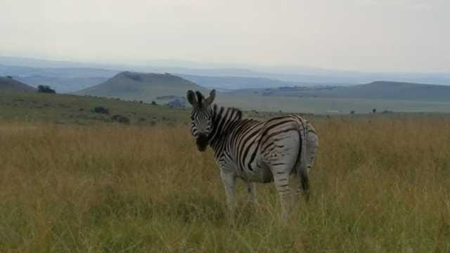 The honest fire in action